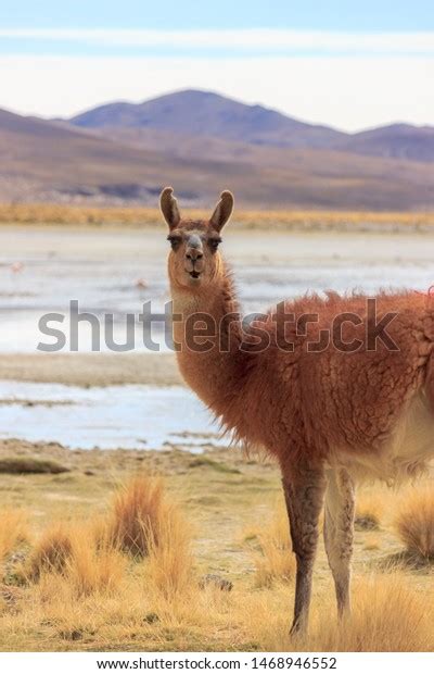 Cute Brown Baby Lama Salar Uyuni Stock Photo 1468946552 Shutterstock