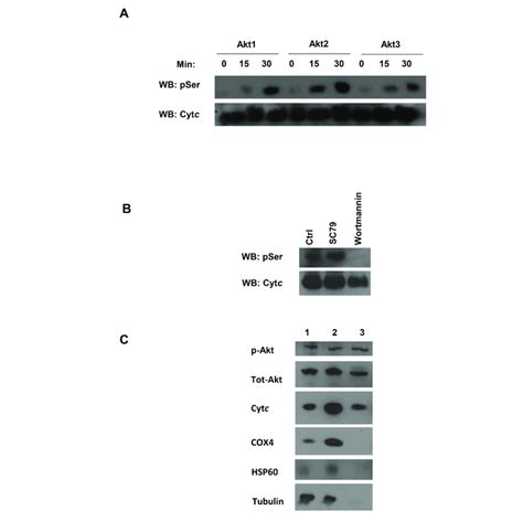 A In Vitro Akt Kinase Assay Showing A Time Dependent Increase In