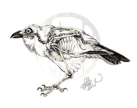 Corvus Corax Common Raven Skeleton On Behance Crow Skull Bird Skull