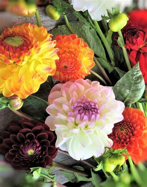 How To Grow An Amazing Cut Flower Garden Artofit