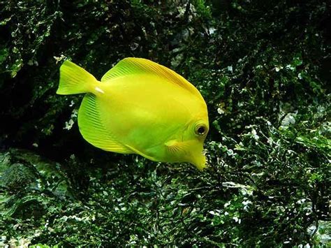 Yellow tang care guide: fish size, facts, photos, tank mates | Fish ...