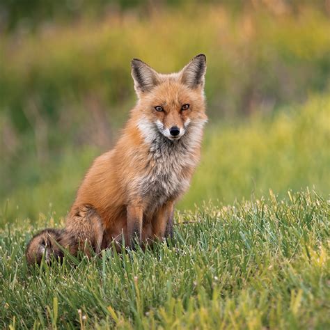 Red Fox Vulpes Vulpes Myrtle Beach Sc Grand Strand Magazine