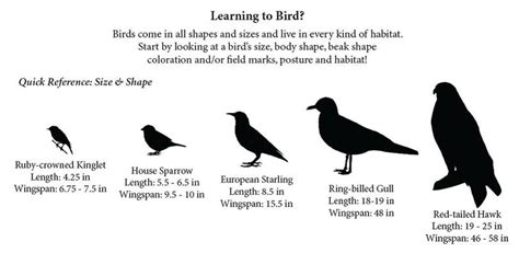 Bird Identification Chart Learn To Identify Different Bird Species