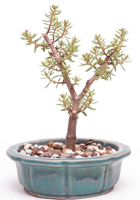 Crassula Sarcocaulis Bonsai Bonsai Pflege Und Baum Gestaltung Als Hobby Crassula Ovata It