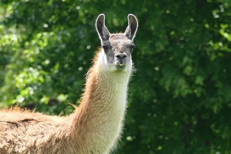 Meta Introduces Large Language Model Llama As A Competitor For Openai