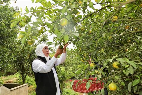 Kunjungi Wisata Petik Jeruk 55 Gubernur Khofifah Optimistis Jadi