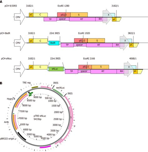 Genomic Organization Of Wild Type Hepatitis B Virus Vector Pch And