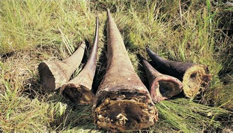 Inside The Deadly Rhino Horn Trade Safe Worldwide