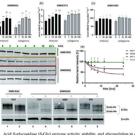 Acid β glucosidase β Glu enzyme activity stability and