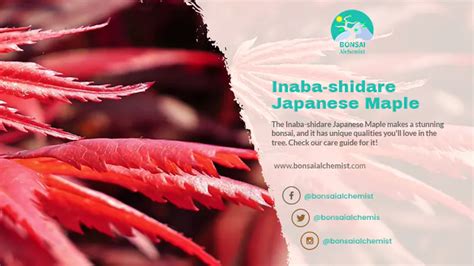 Inaba-Shidare Japanese Maple | Bonsai Care Sheet