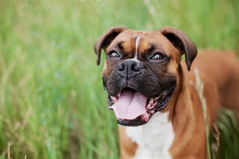 Bullmastiff Boxer Cross