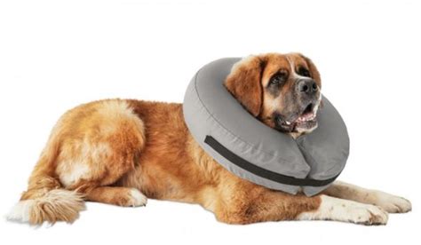 7 Best Dog Cone Alternatives.What Can I Use Instead of a Dog Cone?