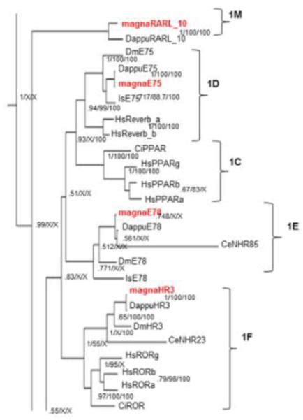 Annotation Of The Daphnia Magna Nuclear Receptors Comparison To