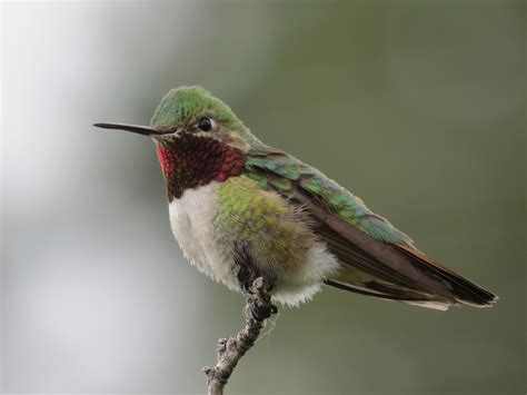 Broad Tailed Hummingbird Boulder Colorado ©carolyn Beach Photo