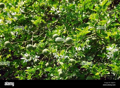 Chinese Bitter Orange Hi Res Stock Photography And Images Alamy