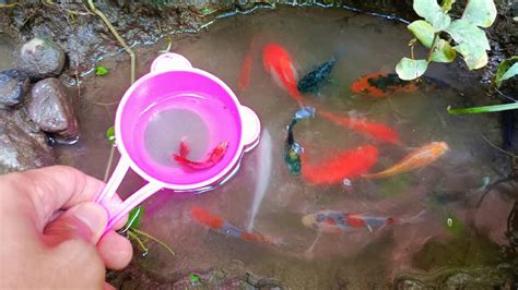 Wadidaw Dapat Ikan Kecil Ikan Cupang Warna Warni Ikan Molly Balon