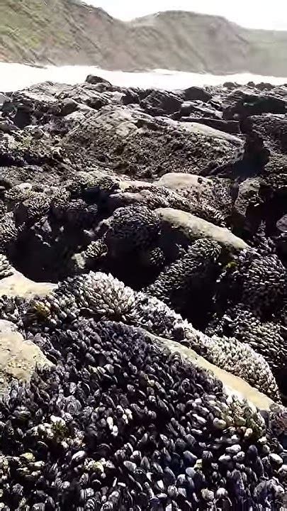 Mussels At Half Moon Bay Youtube