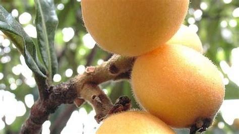 Come Coltivare Un Albero Di Nespole A Partire Dal Frutto Ambiente Bio