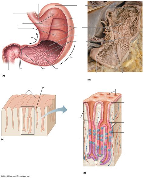 Labeling Stomach Diagram Quizlet