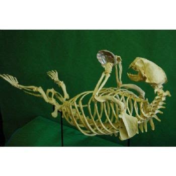 Sea Otter Skeleton Replica - SkeletonsAndSkullsSuperstore