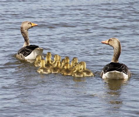 Familie Gans Zeelandnet Foto