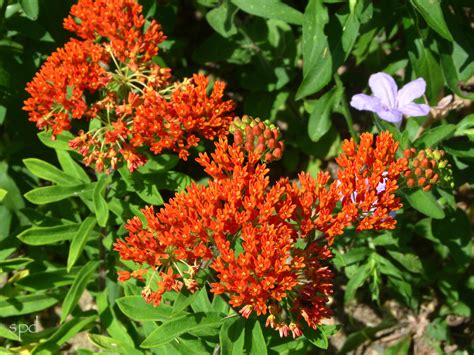 Asclepias Tuberosa The Butterfly Queen Virginia Native Plant Society