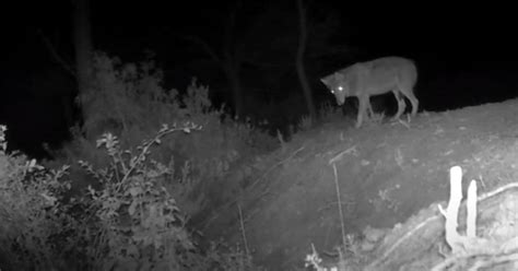 En Direct Vid O Le Loup Tend Son Territoire Dans Le Massif De La