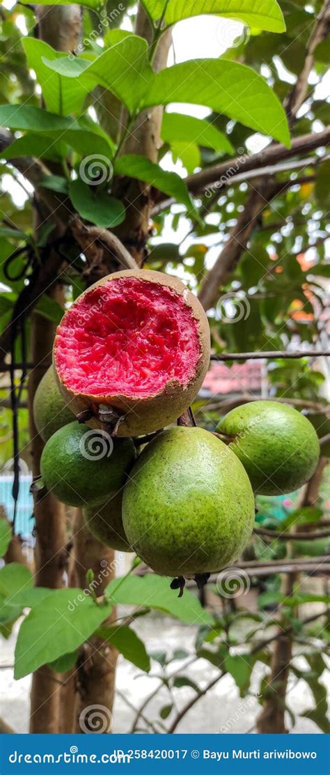 Ripe Guava Fruit On A Tree Is Eaten By Bats Rotten Guava Fruit Is