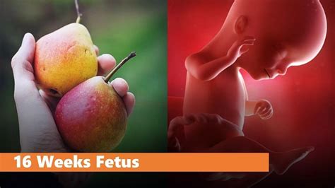 Fetal Development दूसरी तिमाही में शिशु भ्रूण का विकास सप्ताह अनुसार