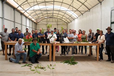 Trucos para injertar con éxito los árboles frutales ondafuerteventura es