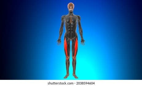 Rectus Femoris Muscle Anatomy Medical Concept Stock Illustration 2038594604 | Shutterstock