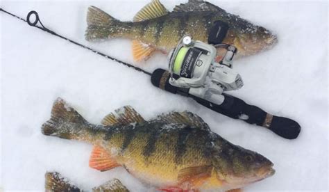 World Class Fly Fishing on the Bow River in Alberta, Canada