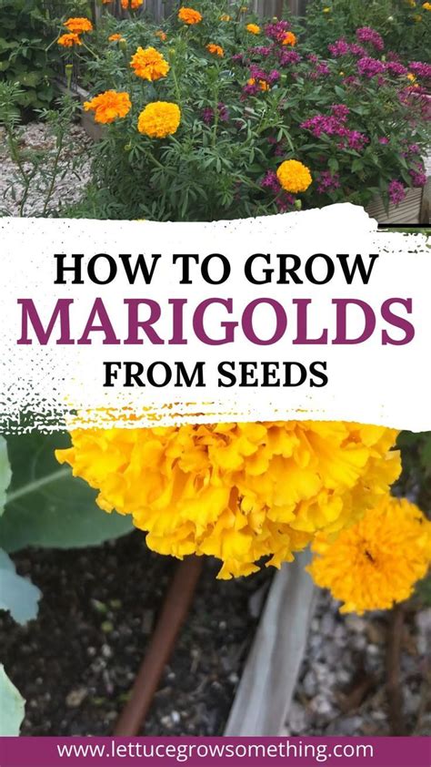 How To Grow Marigolds From Seeds For Beautiful Spring Blooms