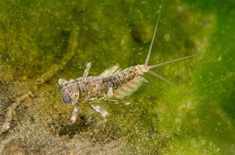 Mayfly Entomology Course The Catch And The Hatch