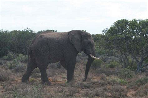 Preserving Africas Last Great Tuskers South Africa International