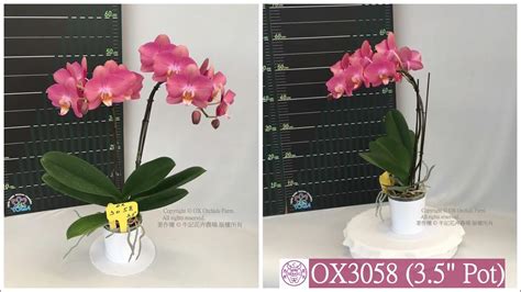 Phal. OX Luna Rosa 'OX3058' - YouTube
