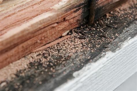 Nantes Traitement termites insectes xylophages mérule SOLUTY