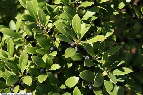 Inkberry Holly Care Guide | Plantly