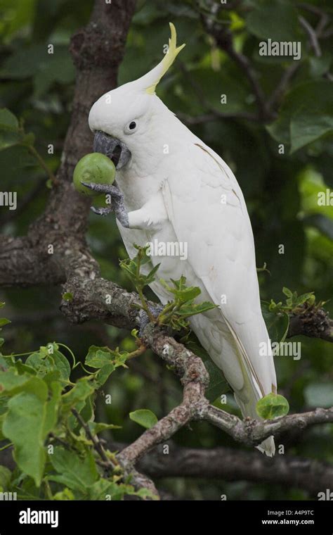 Sulphur Crested Cockatoo Cacatua Galerita Stock Photo Alamy