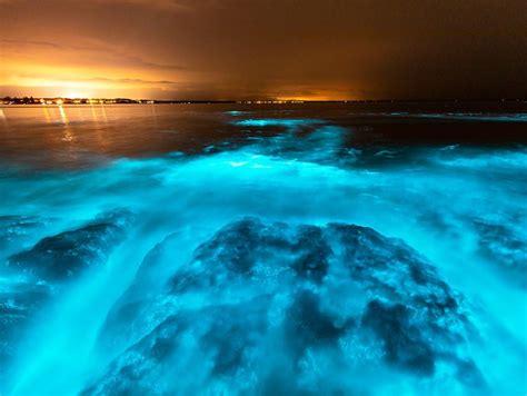 Algas Bioluminescentes Iluminam O Mar Na Austr Lia