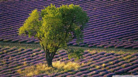 Wallpaper : trees, landscape, field, green, France, purple flowers ...