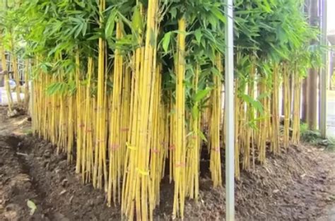 Cara Menanam Bambu Kuning Di Depan Rumah Terkece