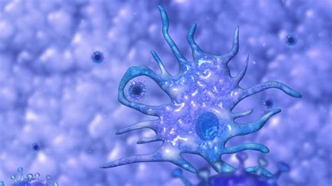 Phagocytosis Images – Browse 1,448 Stock Photos, Vectors, and Video ...