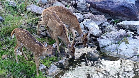 Pench National Park - Pench | Pench National Park Photos, Sightseeing ...