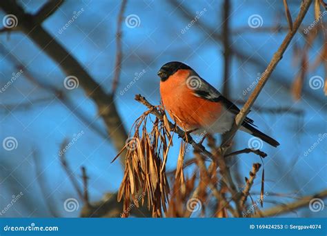 Bullfinch On A Branch In Winter Park Stock Image Image Of Beautiful