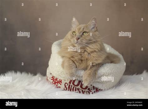 Maine Coon Cross In The Studio Stock Photo Alamy