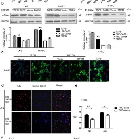 Hepatic Satb Promotes Activation Of Hscs A Lx Cells And Rat