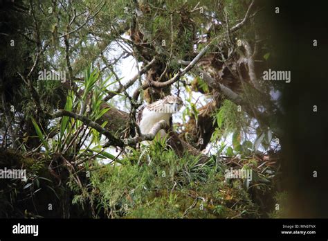 great philippine eagle pithecophaga jefferyi nesting  mindanao