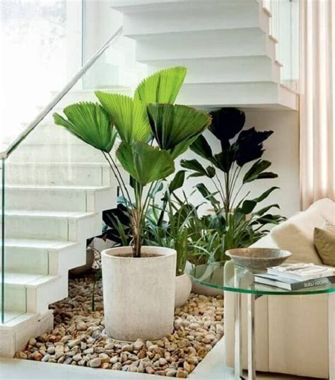 Plantas Grandes Para Ter Dentro De Casa Sofisticada Plantas