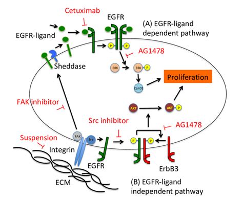 Models of EGFR-ligand dependent pathway and EGFR-ligand independent ...